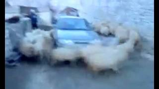 Sheep Cyclone (full version) / циклон из овец(полная версия)
