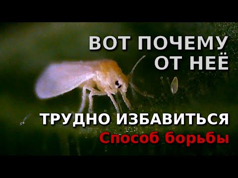 Белокрылка под микроскопом. Способ борьбы. Whitefly under the microscope. The way to fight. MACRORUS