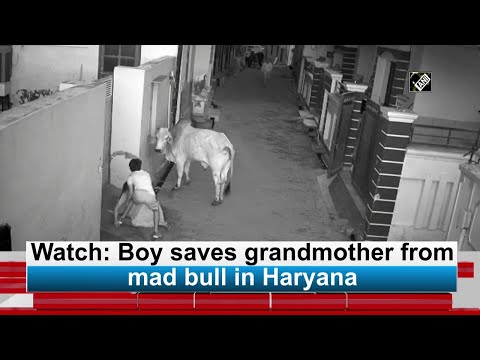 Watch: Boy saves grandmother from mad bull in Haryana