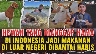 KERBAU DIANGGAP HAMA DAN DIBANTAI DI AUSTRALIA? MEREKA GA MAKAN KERBAU !