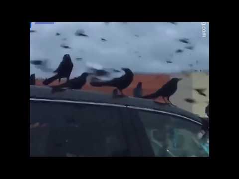 Crows (or grackles?) invade Walmart parking lot in Houston, Texas