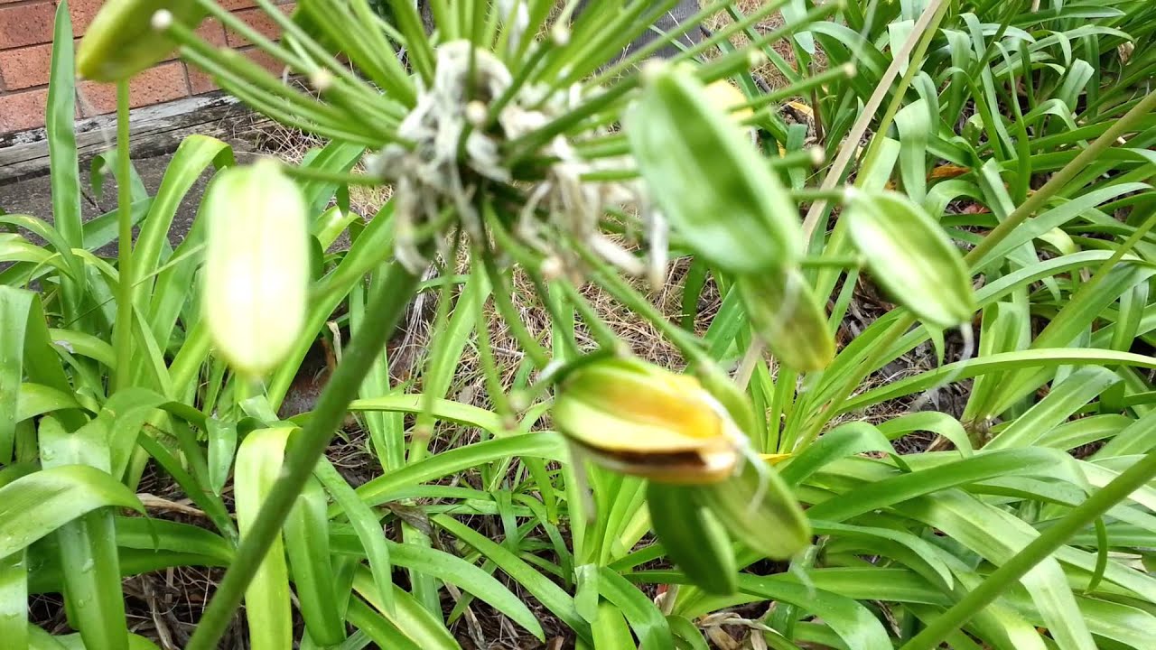 agapanthus africanus seed pods african lily hd 08 youtube