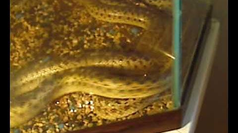 breeding gopher snakes