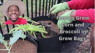 Famous How to Plant Peaches and Cream Corn in Grow Bags l Companion Planting in Grow Bag Help l GWM!! Profile