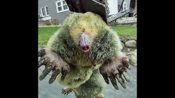 Modern Mole Trapping: The MoleSlayer Trap in Action – Effective & Easy to Use