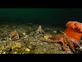 Octopus showdown