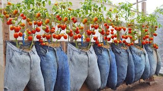 You won't throw away your old jeans if know this method of growing tomatoes. Lots of fruit