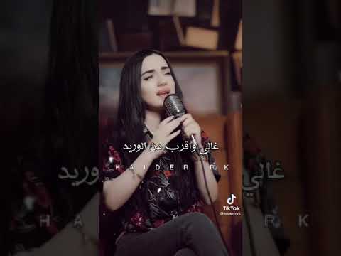 حبيبي بي البنض العريض بصوت ناز ديج
