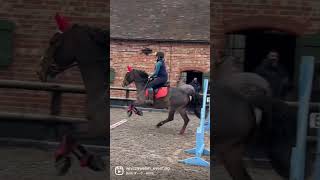 PONY HAS SPRINGS #equestrian #horseshorts #equestrianlifestyle #gridwork #showjumping