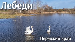 Лебеди прилетели в Пермский край