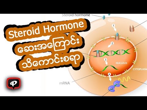 Steroid Hormone ေဆးအေၾကာင္းသိေကာင္းစရာ
