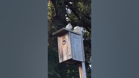 Tree swallows fledging