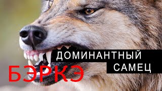 ПОПАЛСЯ ДОМИНАНТНЫЙ САМЕЦ! ВЕС ВОЛКА ДОХОДИТ ДО 65 КГ!