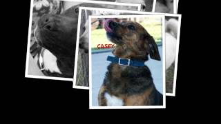 POTSDAM HUMANE SOCIETY ADOPTABLE DOGS HD 720p