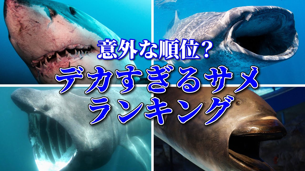 【モンスター級】世界最大のサメは誰か？巨大ザメTOP5を徹底解説！