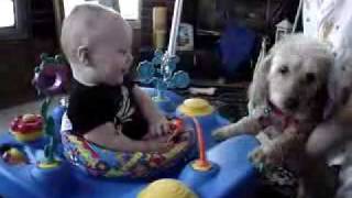 Haye Loves Dogs