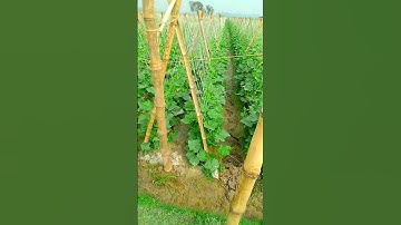 Cucumber farming trellising System #shorts #farmy #viral #cucumbertrellising #cucumber #satisfying