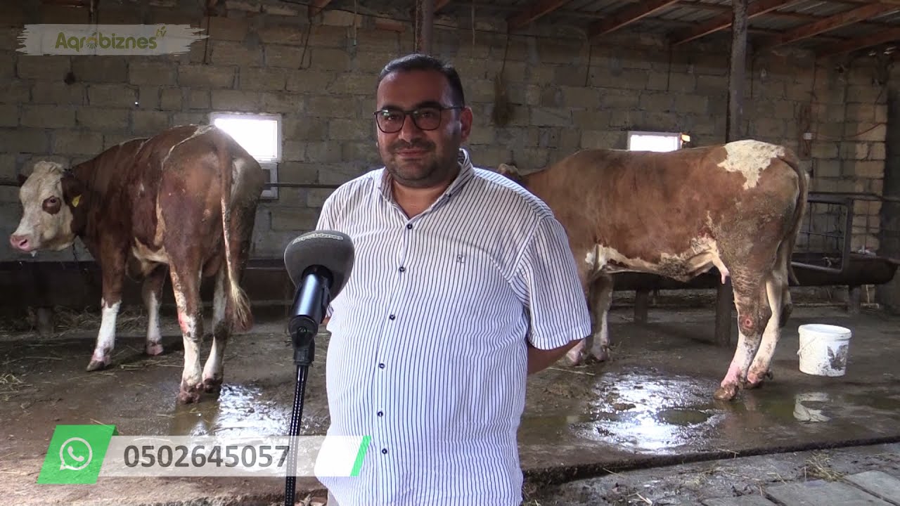 İnəklər beton döşəmə üzərində yatanda nə baş verir?