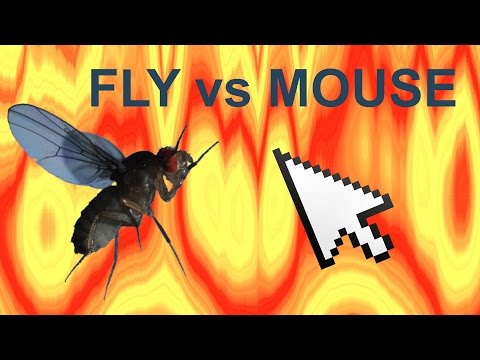 Fly vs Mouse Cursor