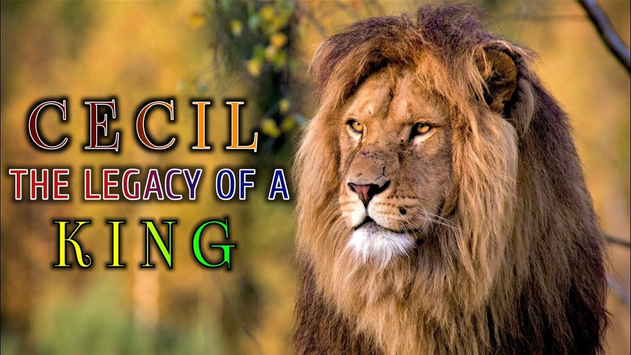 CECIL LION: the legacy of a true King/ दो शेरों को एक साथ हराने वाले KING CECIL की कहानी ?#lionstory