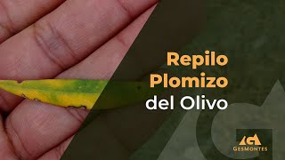 Repilo Plomizo del Olivo