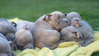 American Bully: Misconceptions & Their Impact by The Last American Bully 353 views 1 month ago 4 minutes, 12 seconds