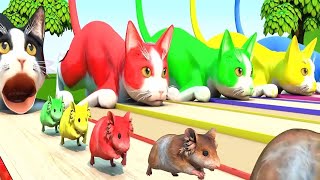 Lagu Anak Terpopuler Kucingku Telu Meong meong