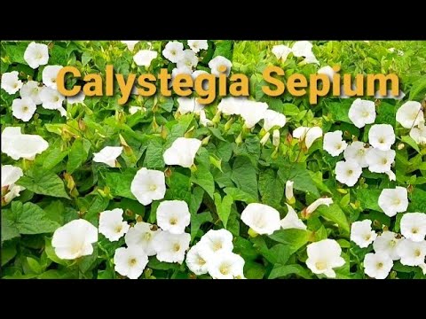 Video: Calistegia - Plant En Versorg