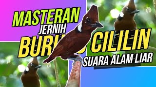 MASTER BURUNG CILILIN SUARA JERNIH | MASTERAN BURUNG CILILIN ASLI ALAM LIAR #cililin #cililingacor