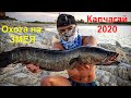 Охота на ЗМЕЕГОЛОВА!!! Рыбалка на Капчагае 2020. Закрытие летнего сезона