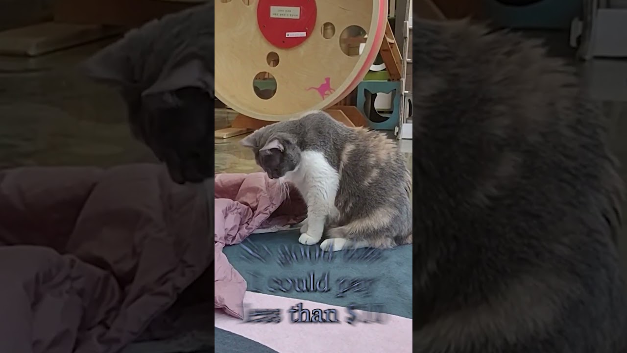 Cat Cafe 2 | #shorts #vtuber #envtubers