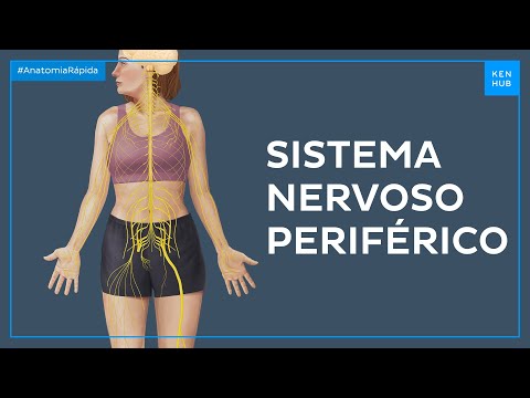 Sistema nervoso periférico - Anatomia Fácil | Kenhub