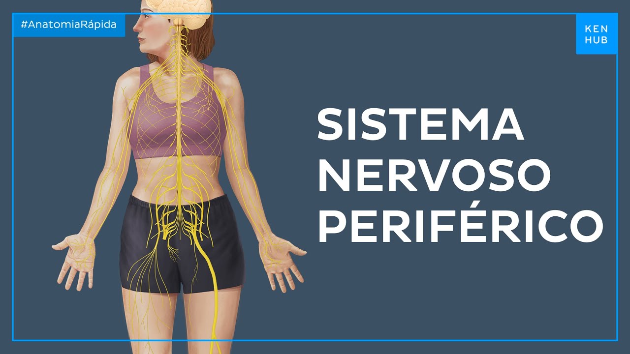 Sistema nervoso periférico - Anatomia Fácil | Kenhub