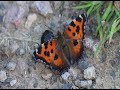 Bunte Schmetterlingswelt in Ungarn