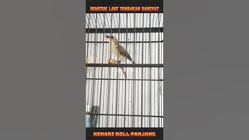 Temb4kan Dahsyat !!! Remetuk Laut Isian Kenari Roll Panjang