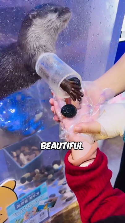 How This Otter Gives Stunning Gifts! 🦦
