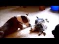 How to Give A Command To An Abused Dog How to Give A Command To An Abused Dog