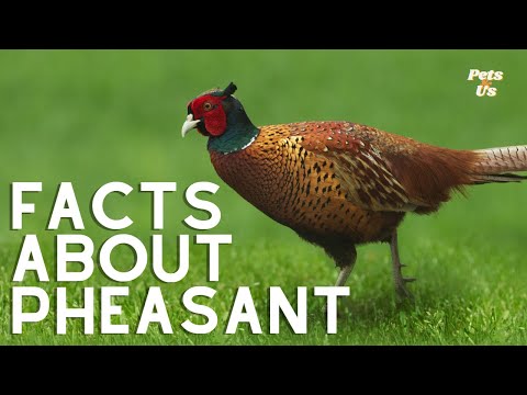 Video: Common pheasant: description, nutrition, reproduction and interesting facts