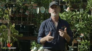 How to Control Pests & Diseases on Citrus Trees screenshot 5