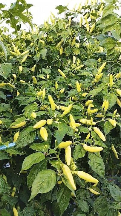 Cabe rawit mompyor uwohe #cabe #caberawit