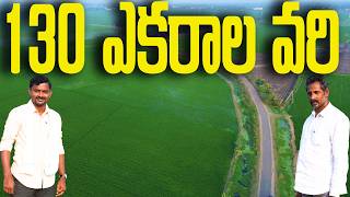 130 ఎకరాల్లో వరి సాగు #eastgodavari #rythubadi #130acrespaddy