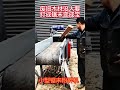 Wood balck charcoal maker production line #fcnfm #charcoalextruder