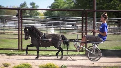 Candylands Secret Treasure