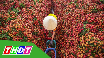 Vải thiều Lục Ngạn được Nhật cấp bằng bảo hộ chỉ dẫn địa lý | THDT
