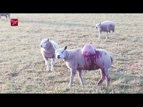 Video: Zwitserse Schapen Waarschuwen Herders Voor Aanvallen Van Wolven Via Sms