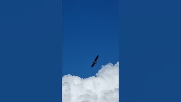Thumbnail of Fly like an Eagle!