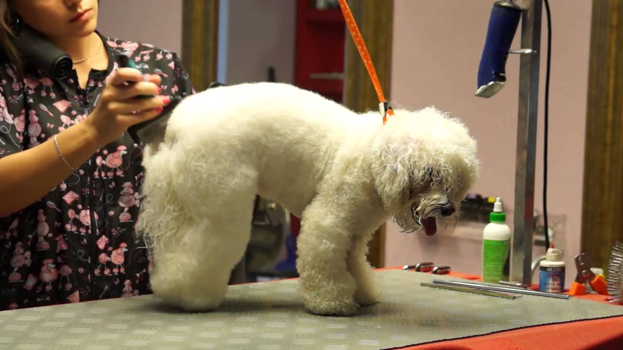 Груминг бишона фризе, стрижка бишона фризе, уход за бишоном фризе ...