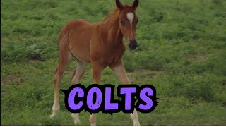 Cooldown with this compilation of COLTS by Cooldown Compilation 156 views 4 months ago 2 minutes, 21 seconds