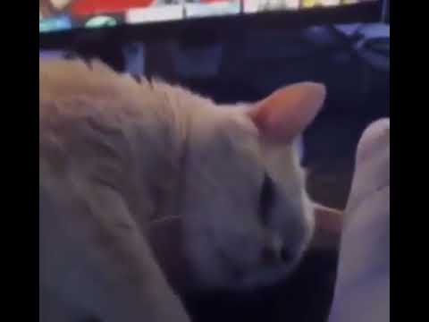 cat nods to man asking if he likes belly rub