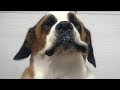 Very old Saint Bernard gets the pampering she deserves